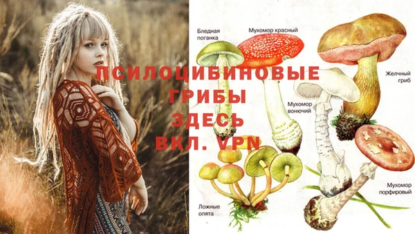 шишки Беломорск